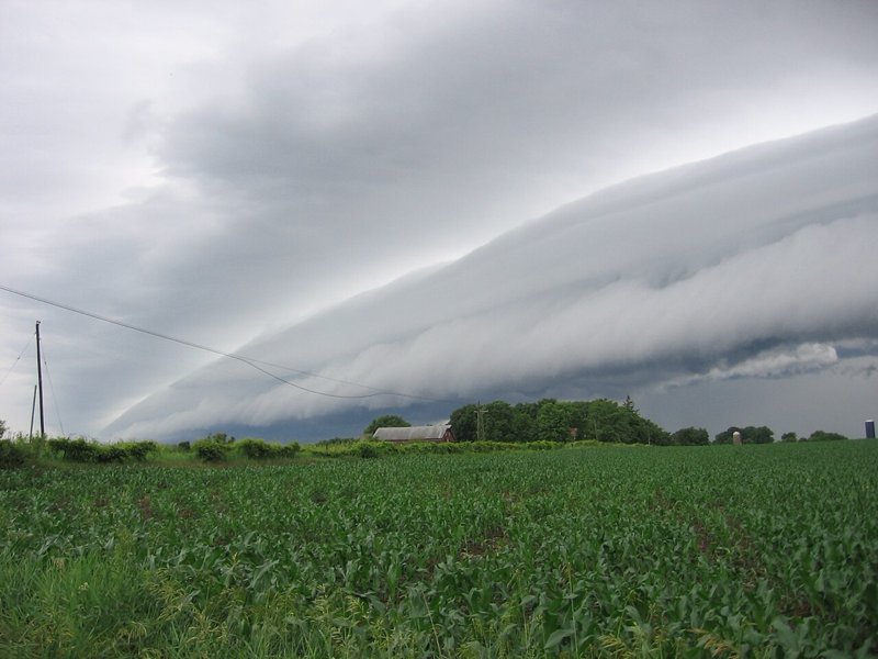 A layered shelf cloud arching over a young cornfield.